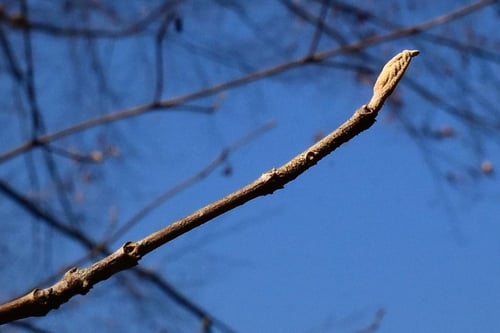 クサギ,臭い木,くさぎ,臭桐とは