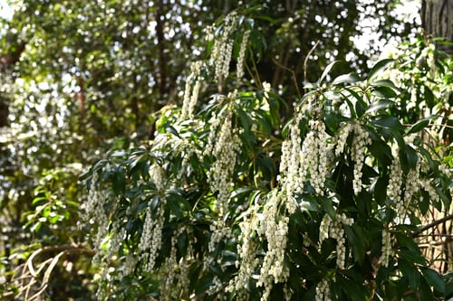 アセビ,あせびの木の花