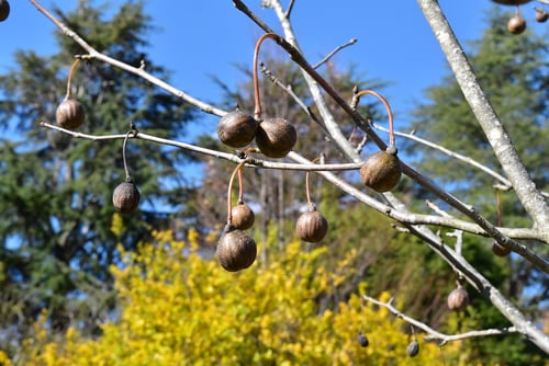 Dove tree,fruits