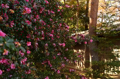 寒椿,かんつばき,カンツバキ