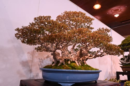 bonsai,Japanese azalea