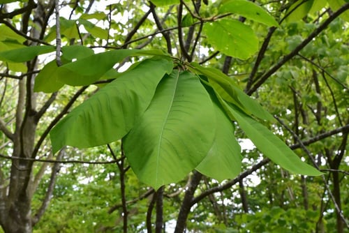 ホオノキ,ほうのき,新緑,朴の木