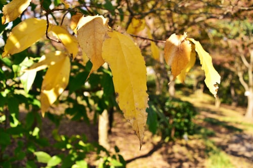 蝋梅の紅葉,ロウバイ,黄葉