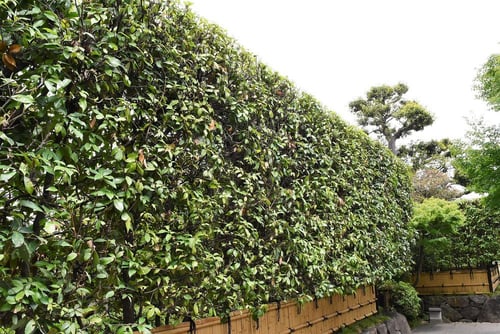 スダジイ,生垣,すだじい