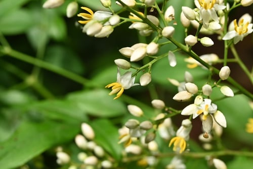 なんてん,南天の木,開花,ナンテンの花