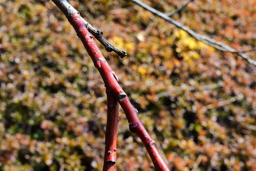 くろやなぎ,クロヤナギ, 樹木