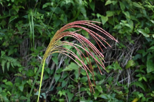 紫の薄木,すすき