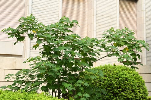 酔芙蓉,スイフヨウ,すいふよう