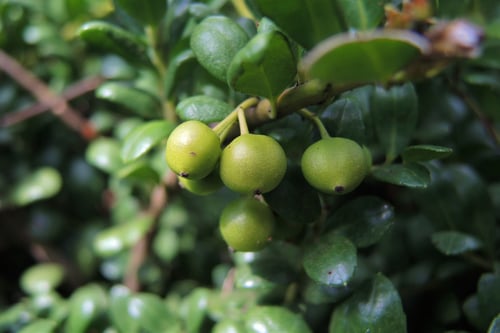 まめいぬ,つげの実,マメツゲ