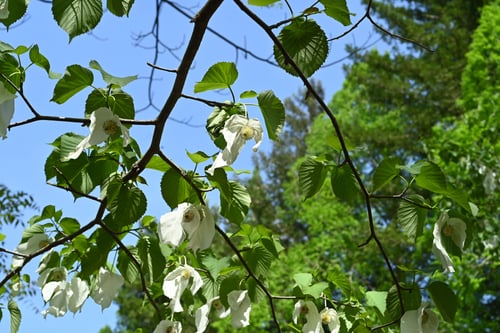 ハンカチノキ,はんかちのき