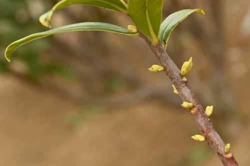 沈丁花,チンチョウゲの木,ジンチョウゲ