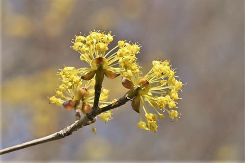 山茱萸の花,はるこがねばな,サンシュユ,さんしゅゆ