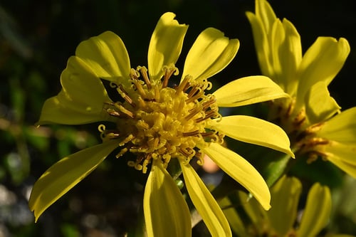 ツワブキ,つわぶき,開花