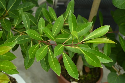 しまほると,樹木