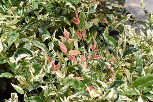 斑入りの南天の木,なんてん,木