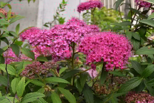 しもつけ,花,赤紫,シモツケ