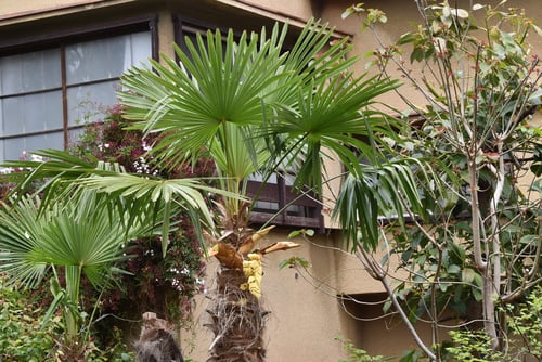 しゅろの花,シュロ,開花期