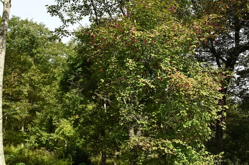 ツリバナ,吊り花,樹木,つりばな