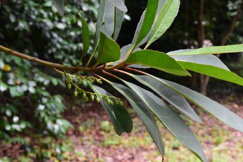 ほるとのき,モガシ,花,ホルトノキ