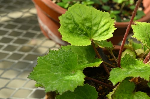 葉がギザギザのツワブキ,カンツワブキ,かんつわぶき