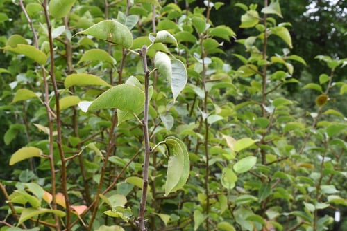 梨の木の枝,ナシの木