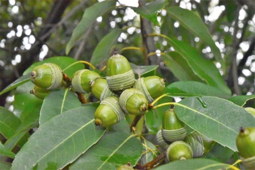 シラカシ,しらかしの実,白樫