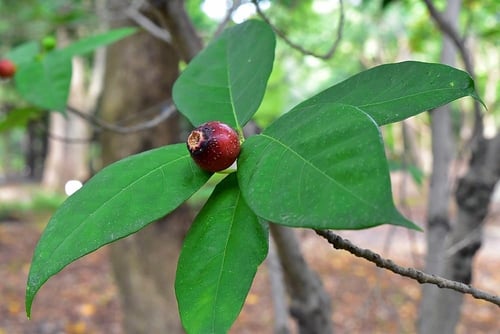 イヌビワの花,雌雄,いぬびわ