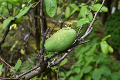 ぼけ,植物,果実,ボケ