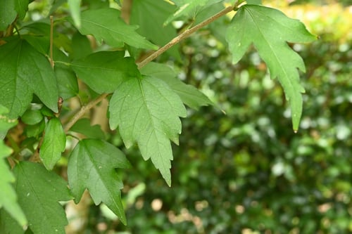 ムクゲ,むくげ,植物,木槿,種類