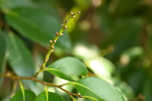 めばな,メバナ,スダジイ