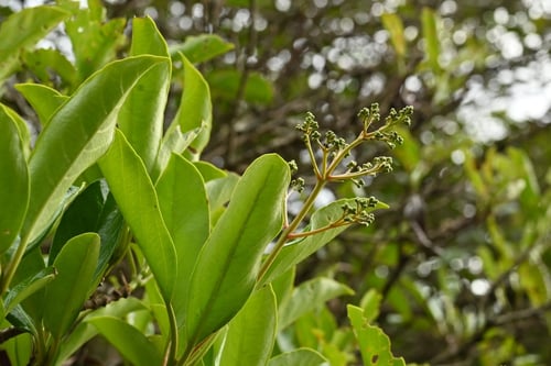 サンゴジュ,蕾,ツボミ,さんごじゅ