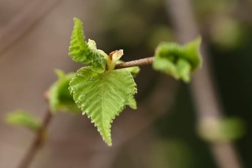 白樺,シラカバの木の芽
