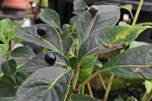 ハナイカダの黒い実,はないかだ