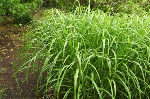 ススキ,芒,薄木