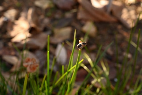 タマスダレ,種子