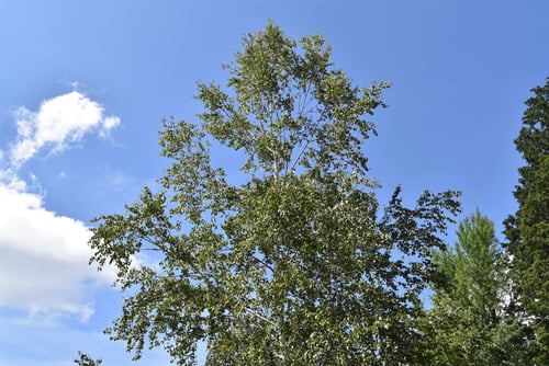 白樺,しらかば,特徴