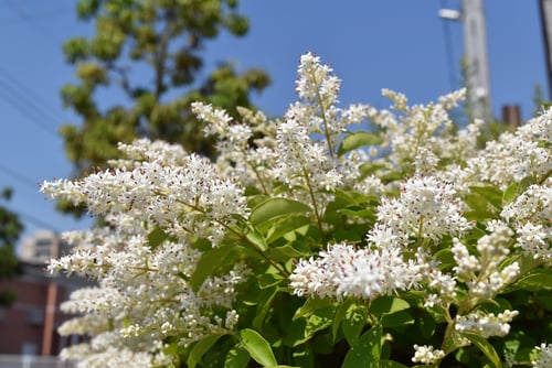 プリベット,樹木,プリペットの木