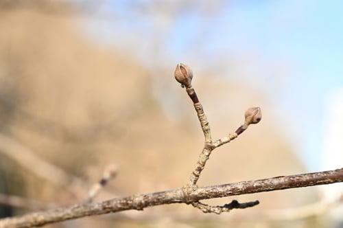 サンシュユ,さんしゅゆ,山茱萸の木