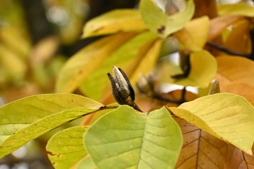 花,コブシ,こぶし,樹木