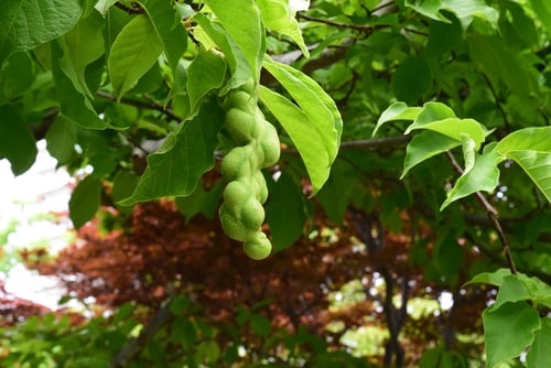 花,コブシ,こぶしの実,画像