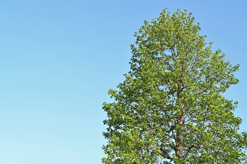 百合の木の花,tulip tree