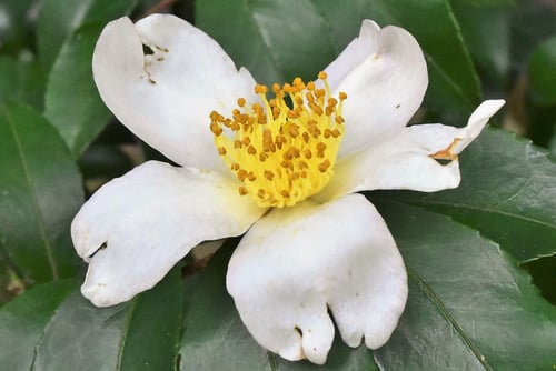 山茶花の花,さざんか,サザンカ