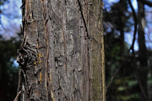 ローソンヒノキ,樹木,ろーそんひのき