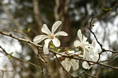 キタコブシの木にはどんな花が咲きますか