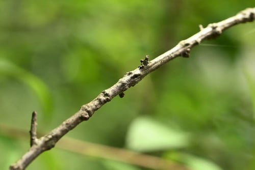 ゆきやなぎ,木の枝,ユキヤナギ,雪柳