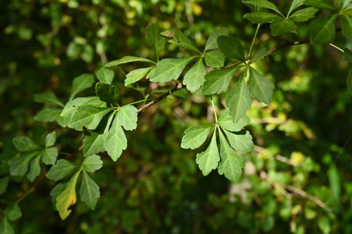 おかうこぎ,植物