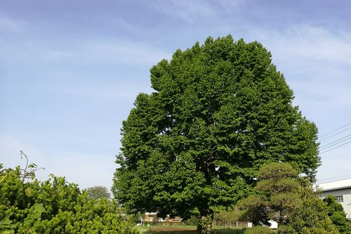 花,コブシ,辛夷,庭木,画像