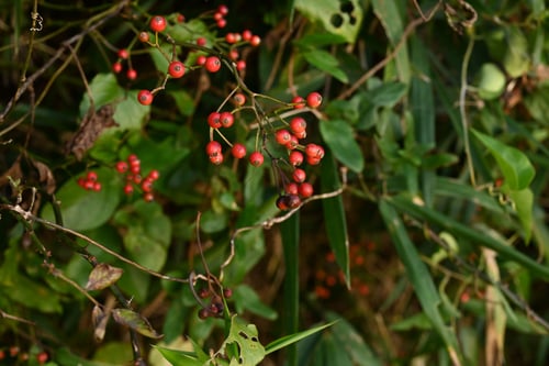 イヌイバラ,のいばら,果実エキス