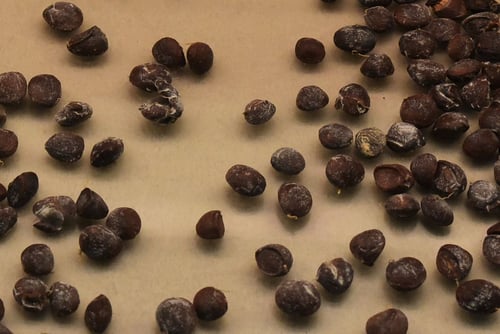 ホウノキ,タネ,朴木