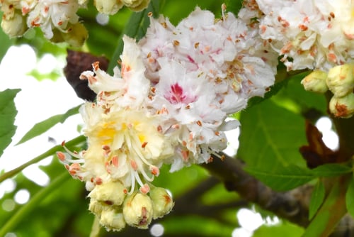 マロニエ,まろにえ,開花期,植物